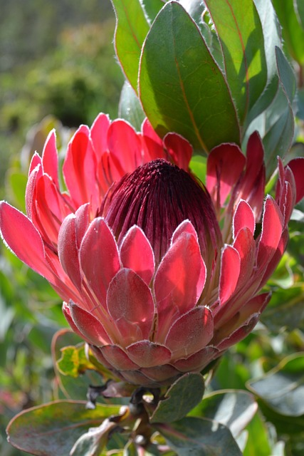 Protea flowers gallery image 2