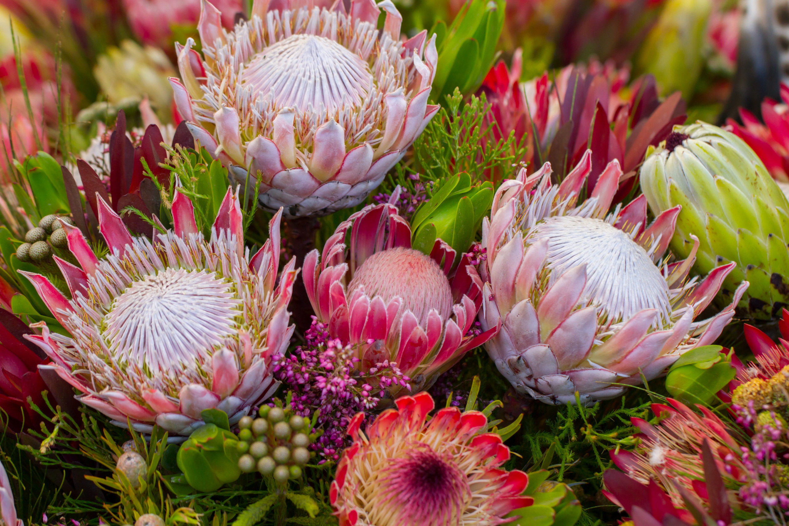 Protea flowers